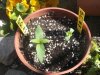 Picture 001-001.jpg