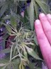 IMG_20130506_125751.jpg