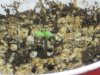 tr first sprout.jpg