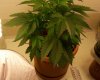 Day 10 of flowering- pic 2.JPG