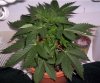 Day 10 of flowering.JPG