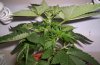 Day 10 of flowering- pic 1.JPG