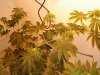 DSC02062.jpg