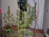DSCF0480.jpg