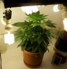 Day 11 of flowering- pic 1.JPG
