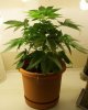 Day 11 of flowering- pic 2.JPG
