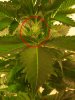 Day 11 of flowering- pic 3.JPG