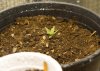 Plant-2.jpg Plant-2.jpg