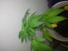 rawpot420-855774-albums-my-projects-picture3019185-my-dying-plant.jpg