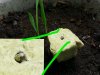 germination sprout.jpg