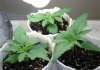 3 seedlings green alien.jpg