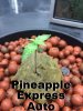Pineapple Express.jpg