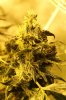 lounghaze bud.jpg
