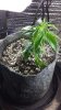 20140314_174309_zpslphrblim.jpg 20140314_174309_zpslphrblim.jpg