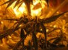 Week 9.,5  Day 35 of Flowering 008.jpg