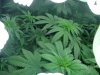 week 6 and male clones005.jpg