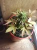 DSC01300.jpg
