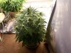 day26 of flower 003.jpg