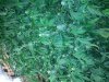 20130604_190600.jpg