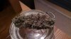 mmj td.jpg