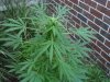 grow 130.jpg