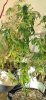 DSC_1188.jpg DSC_1188.jpg