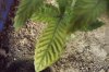 DSCF9231.jpg