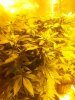 jack herer.jpg