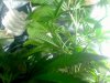 SILVER KUSH.jpg SILVER KUSH.jpg