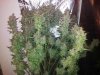 Day 76 , Trim & Harvest (3).jpg