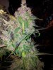 Day 76 , Trim & Harvest (10).jpg