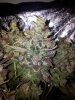 Day 76 , Trim & Harvest (9).jpg
