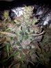 Day 76 , Trim & Harvest (8).jpg