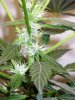 mmg_4_weeks_into_flowering.jpg