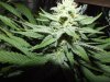 organics 358.jpg