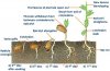 germination-process-voandzeia.jpeg