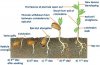 germination-process-voandzeia.jpeg
