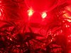 W8 D1 Flower Red LED undercanopy.jpg