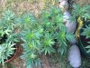 IMG_1805.JPG