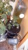 cfl grow 006.jpg
