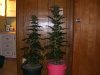 2008_11180018.JPG 2008_11180018.JPG