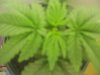 MARIJUANA 001.jpg