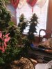 White widow 091.jpg