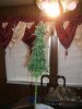 White widow 093.jpg White widow 093.jpg