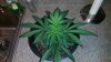 20140407_070548.jpeg