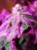 F1 K.A.S.I. #1 3 weks flowering.JPG