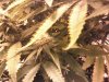 downsized_1125080737.jpg