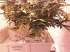 downsized_1125080737a.jpg