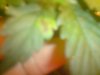 DSC00443.jpg