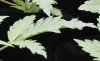 plant.jpg